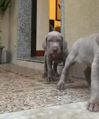 BRACCO DI WEIMAR WEIMARANER CUCCIOLI BRACCO DI WEIMAR WEIMARANER CUCCIOLI