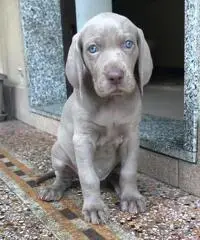 BRACCO DI WEIMAR WEIMARANER CUCCIOLI BRACCO DI WEIMAR WEIMARANER CUCCIOLI