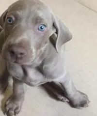 BRACCO DI WEIMAR WEIMARANER CUCCIOLI BRACCO DI WEIMAR WEIMARANER CUCCIOLI