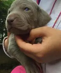 BRACCO DI WEIMAR WEIMARANER CUCCIOLI BRACCO DI WEIMAR WEIMARANER CUCCIOLI