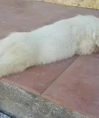 CUCCIOLI DI GOLDEN RETRIEVERS CON PEDIGREE