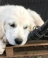 CUCCIOLI DI GOLDEN RETRIEVERS CON PEDIGREE