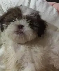 Simpatici cuccioli di Lhasa Apso disponibili