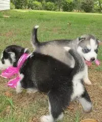 Abbiamo dei bellissimi cuccioli di Siberian Husky