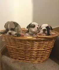 Cuccioli bulldog inglesi registrati in Kc Cuccioli bulldog inglesi registrati in Kc