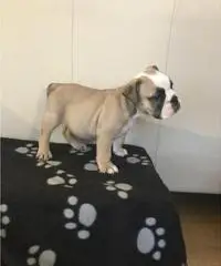 Cuccioli bulldog inglesi registrati in Kc Cuccioli bulldog inglesi registrati in Kc