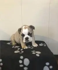 Cuccioli bulldog inglesi registrati in Kc Cuccioli bulldog inglesi registrati in Kc