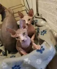 Gattini Sphynx per buone case Gattini Sphynx per buone case