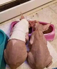 Gattini Sphynx per buone case Gattini Sphynx per buone case