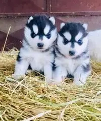 Sibirian Husky Sibirian Husky