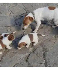 Cuccioli di Jack Russel Cuccioli di Jack Russel