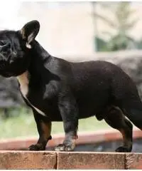 Bouledogue bulldog francese frenc black e tan Bouledogue bulldog francese frenc black e tan
