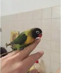 Inseparabile Personata allevato a mano Inseparabile Personata allevato a mano