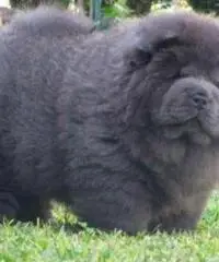 Chow Chow cucciola blu d'allevamento ENCI Chow Chow cucciola blu d'allevamento ENCI