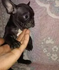 Bulldog francese nero e fawn Bulldog francese nero e fawn