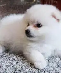 Cuccioli pomeranian per adozione Cuccioli pomeranian per adozione