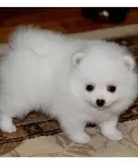 Cuccioli pomeranian per adozione Cuccioli pomeranian per adozione