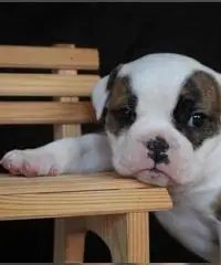Vecchia donazione inglese del cucciolo del bulldog pronta il 22 marzo Vecchia donazione inglese del cucciolo del bulldog pronta il 22 marzo