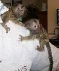 Scimmie Marmoset    Scimmie Marmoset