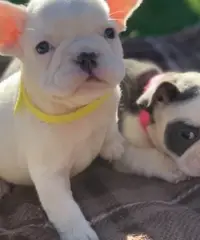 Cuccioli di bulldog francesi Cuccioli di bulldog francesi