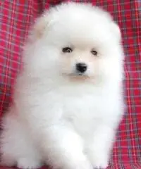 Bel pomeranian carino Bel pomeranian carino