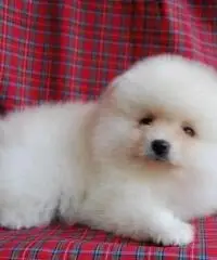 Bel pomeranian carino Bel pomeranian carino