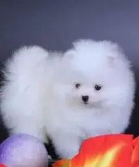 Cuccioli di Pomerania colore bianco Cuccioli di Pomerania colore bianco