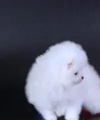 Cuccioli di Pomerania colore bianco Cuccioli di Pomerania colore bianco