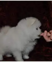eccellente pomeranian eccellente pomeranian