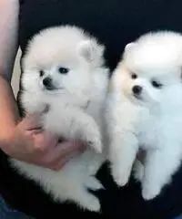 pomeranian sanoc pomeranian sanoc