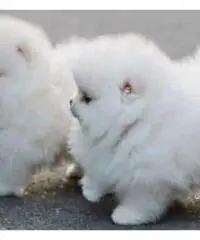 pomeranian sanoc pomeranian sanoc