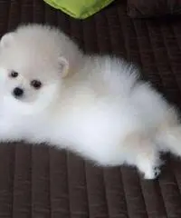 Cuccioli di Pomerania toy Cuccioli di Pomerania toy