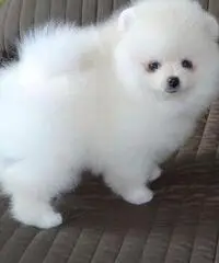 Cuccioli di Pomerania toy Cuccioli di Pomerania toy