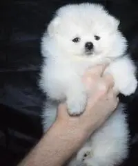 Bel pomeranian carino Bel pomeranian carino