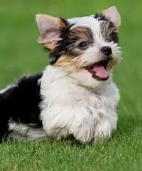 cuccioli di yorkie che necessitano di una nuova casa cuccioli di yorkie che necessitano di una nuova casa