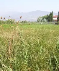 Terreno edificabile 5000mq Terreno edificabile 5000mq