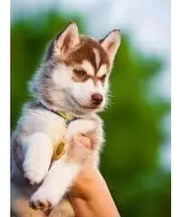 Cuccioli Siberian Husky Cuccioli Siberian Husky