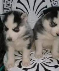 Simpatici cuccioli di husky siberiano m Simpatici cuccioli di husky siberiano m
