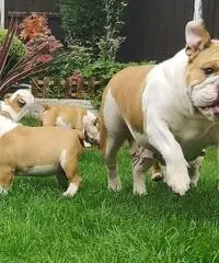 cuccioli di toro francesi giocosi cuccioli di toro francesi giocosi