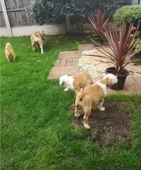 cuccioli di toro francesi giocosi cuccioli di toro francesi giocosi