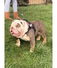 cuccioli di toro francesi giocosi cuccioli di toro francesi giocosi
