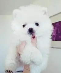 ragazzo Pomerania in miniatura. ragazzo Pomerania in miniatura.