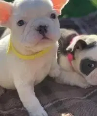 Cuccioli di bulldog francesi Cuccioli di bulldog francesi