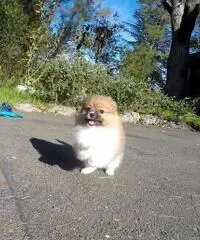 Disponibili bellissimi cuccioli di Pomerania