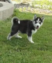 Siberian Husky per adozione Siberian Husky per adozione