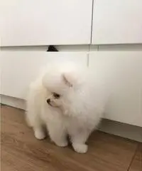 Simpatici cuccioli Pomeranian per il rehoming Simpatici cuccioli Pomeranian per il rehoming