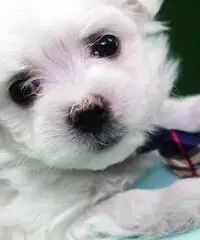 amare i cuccioli maltesi amare i cuccioli maltesi
