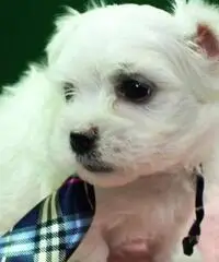 Cuccioli maltesi adorabili di razza pura. Cuccioli maltesi adorabili di razza pura.