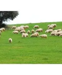 Allevamento, custode, campagna Allevamento, custode, campagna