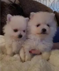 Pomeranian Stupendo orsacchiotto soffice Pomeranian Stupendo orsacchiotto soffice